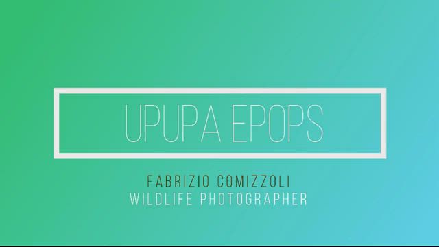 Upupa epops video