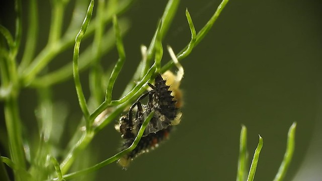 Larva seven-spot ladybird drying