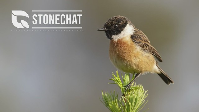 Stonechat Song