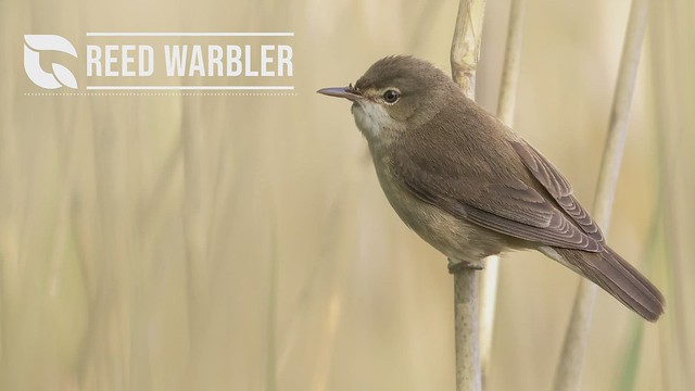 Reed Warbler Song