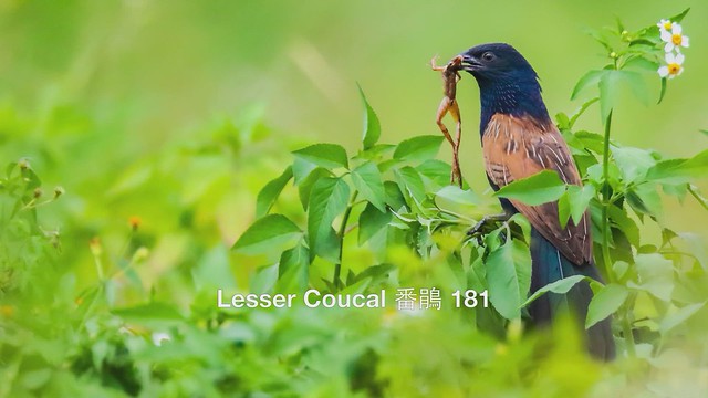 Lesser Coucal 番鵑 181