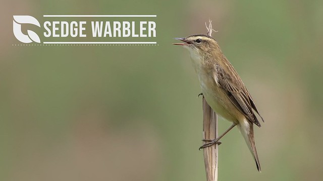 Sedge Warbler Song