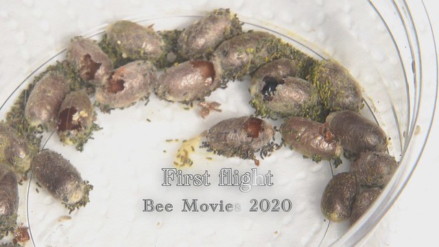 Bee Movies 1 First Flight