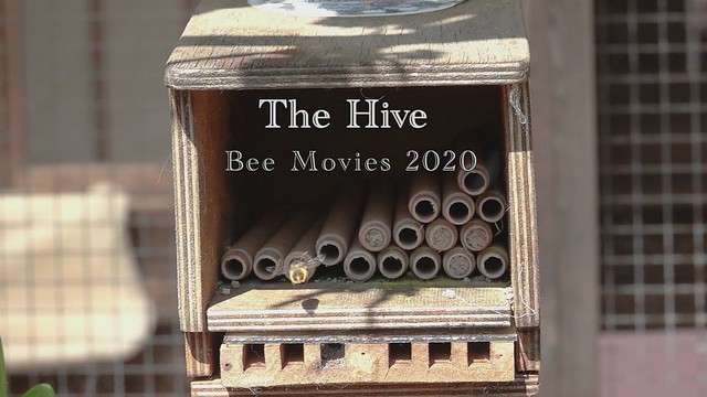 Bee Movie 2 The Hive