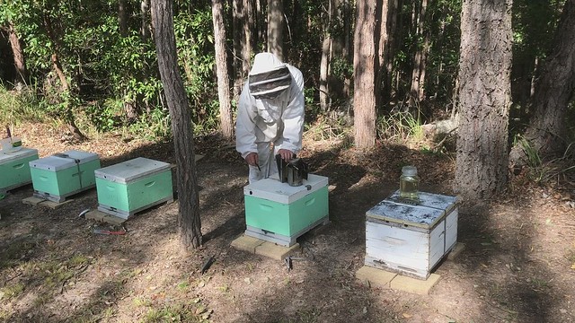 Video 2 of 2 - Feeding Bees, Ways to Keep Beehives Alive - Raintrees Native and Rainforest Gardens, Diamond Beach, NSW