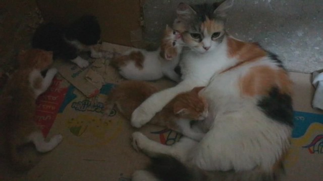 3 Weeks Old Kitties Play Around Mommy