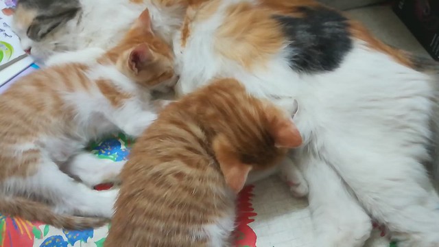 Caring Mother Cat Breastfeeding Her Babies