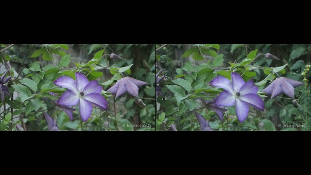 Flower in the wind - 3d cross-view