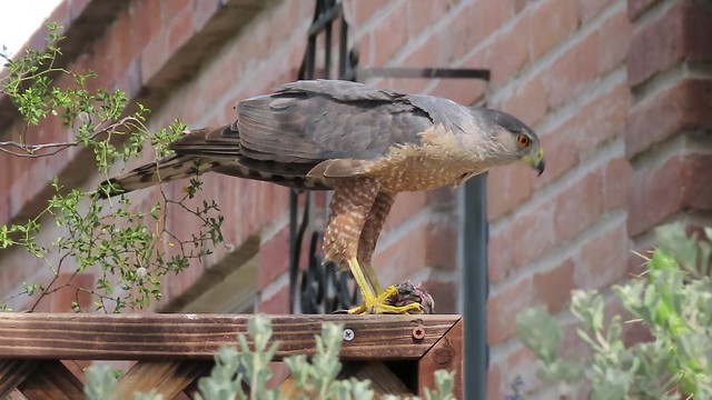 Adolescent Cooper's Hawk Devouring Its Prey On My Garden Fence