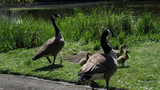 Canada geese & goslings