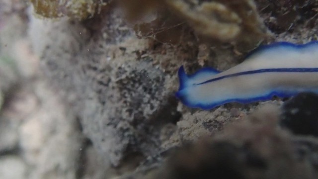 Blue-lined flatworm (Pseudoceros concinnus)