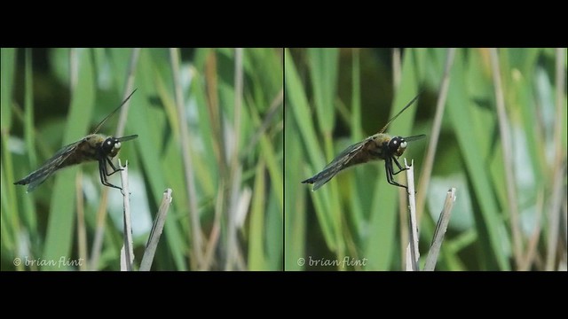 Four-spotted Chaser - 3d crossview