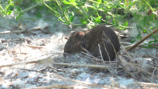 Meadow Vole at Tommy Thompson Park.