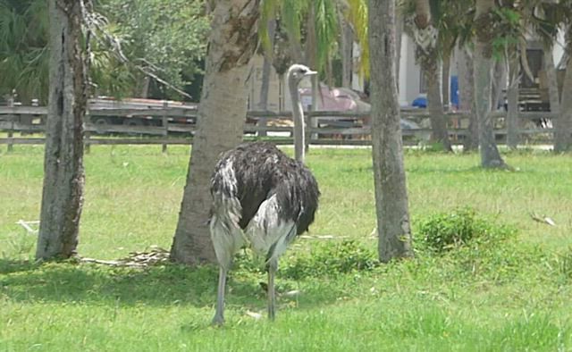 Florida Ostrich Stroll --  1100041