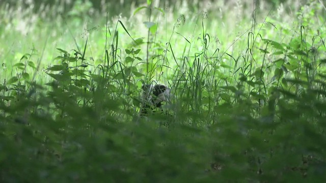 Badger foraging amongst the nettles in evening rain.