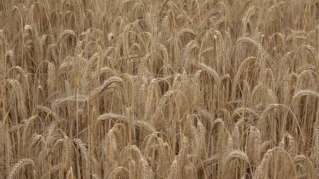 Поле пшеницы.