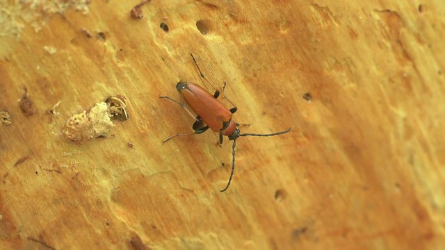 Red-brown Longhorn Beetles (Stictoleptura rubra)