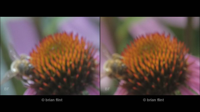 Bee on Flower - 3d crossview