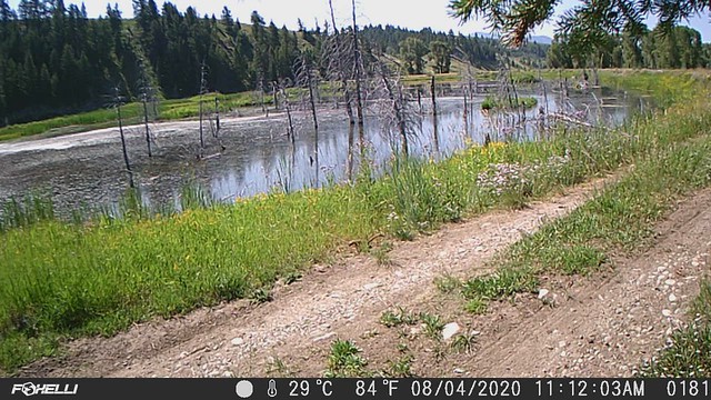 Weasel on Trail Camera