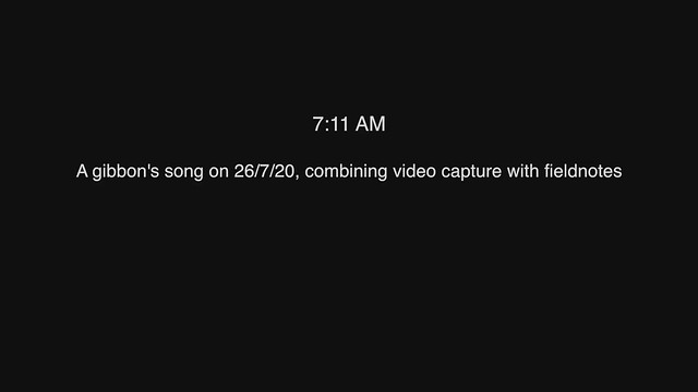 7:11 AM - A gibbon's song on 26/7/20, combining video capture with fieldnotes