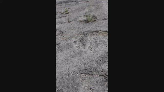 Dino Footprints