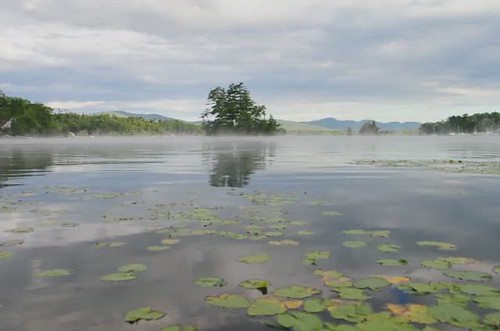 lakegeorgeny swamp waterlilies pickerelweed viewfromkayak video