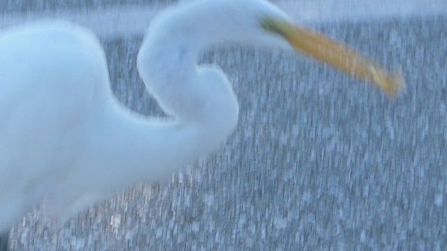 Greedy Egret (2 sec) -- 1100068