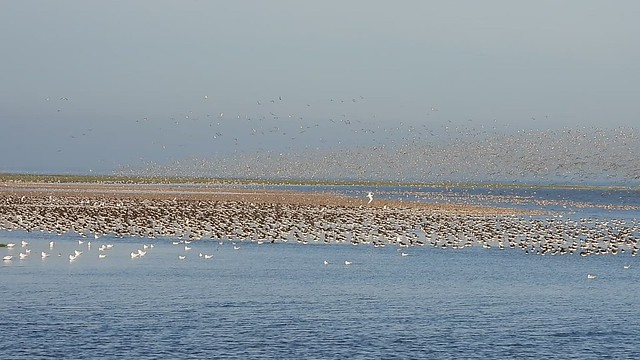 Massed Wading Birds 19.8.20