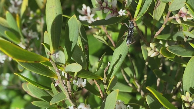 Jack-Jumper Ant mimicking longicorn
