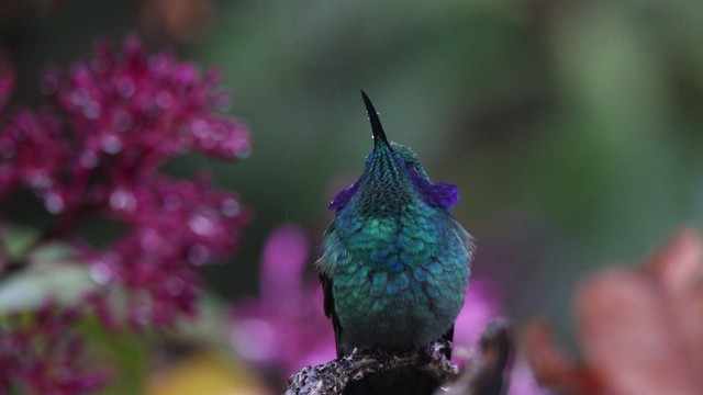 Lesser Violet-eared Hummingbird (Colibri cyanotus)