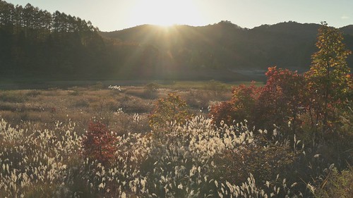 岡山県 苫田郡 japan 恩原高原 高原 field 恩原湖 湖 lake ススキ 紅葉 autumnleaves 夕景 sunset
