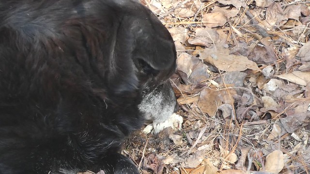 Annie finds a truffle