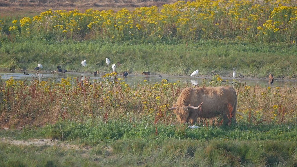 vache highland en éco-pâturage