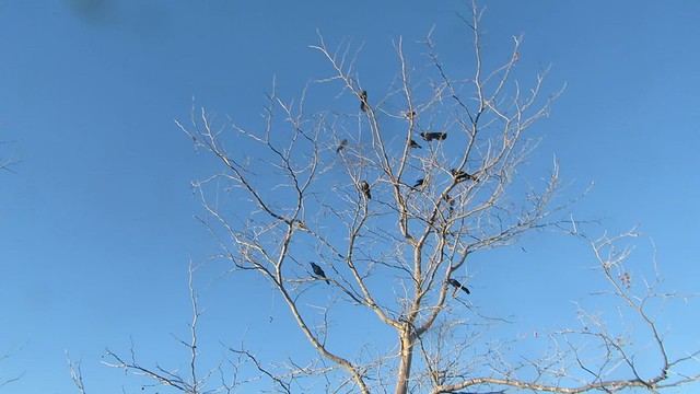 grooming time in the blackbird tree