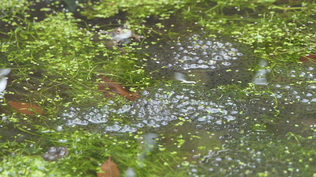 Frogs in the Garden