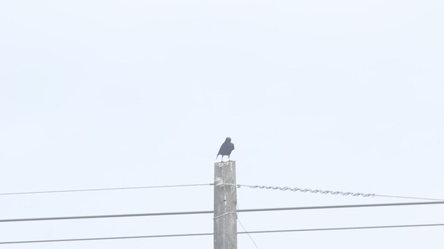 American Crow, Holey Land WMA, Palm Beach County, FL, 3-6-21