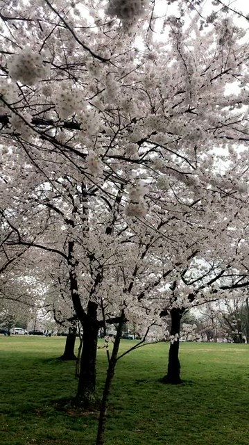 🇯🇵🌸🇺🇸ART IN BLOOM (Cherry Blossom Festival) Embassy of Japan - Washington D.C - March 2021 - #dc #washingtonDC #DistrictofColumbia #walkwithlocals #creativeDC  #202