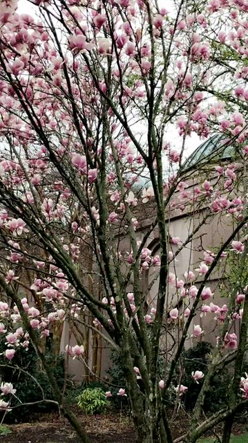 🇯🇵🌸🇺🇸ART IN BLOOM (Cherry Blossom Festival) Embassy of Japan - Washington D.C - March 2021 - #dc #washingtonDC #DistrictofColumbia #walkwithlocals #creativeDC  #202