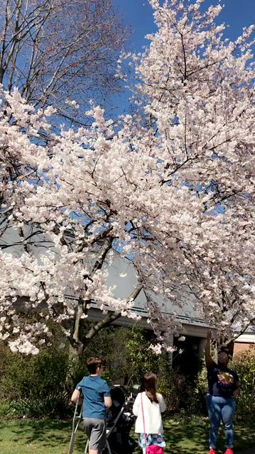🌸 Cherry Blossom trees at Meadowlark Botanical Gardens - March 2021 #VirginiaisforLovers #sharethelove #visitvirginia #love #loveva #virginia #visitva #northernvirginia #NOVA #DMV #botanicalgardens #NOVAparks #cherryblossoms
