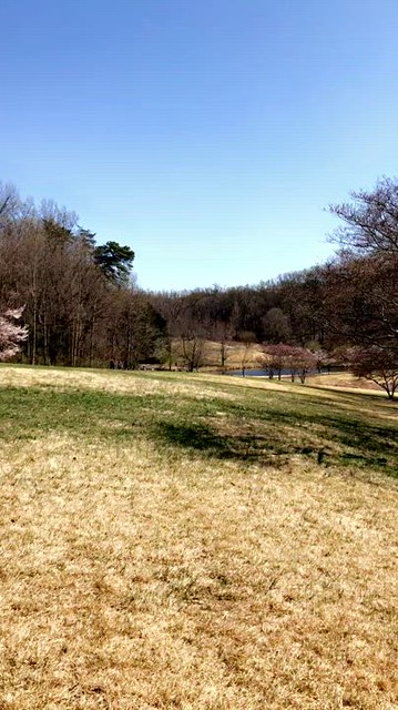 Meadowlark Botanical Gardens - March 2021 #VirginiaisforLovers #sharethelove #visitvirginia #love #loveva #virginia #visitva #northernvirginia #NOVA #DMV #botanicalgardens #NOVAparks #cherryblossoms