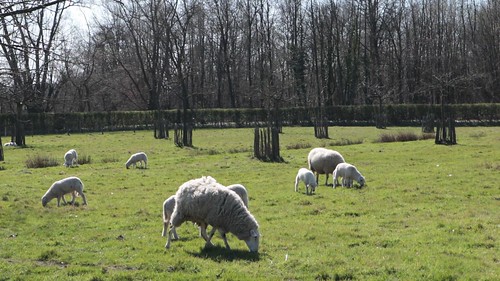 Sheep in motion