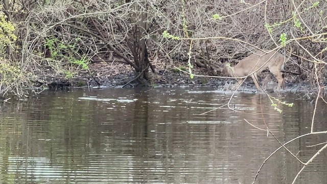 Wild animal deer splashing and dancing in the mud having fun in the water at Essex County Cherry Blossom Festival in Branch Book Park Newark New Jersey USA 2021 video