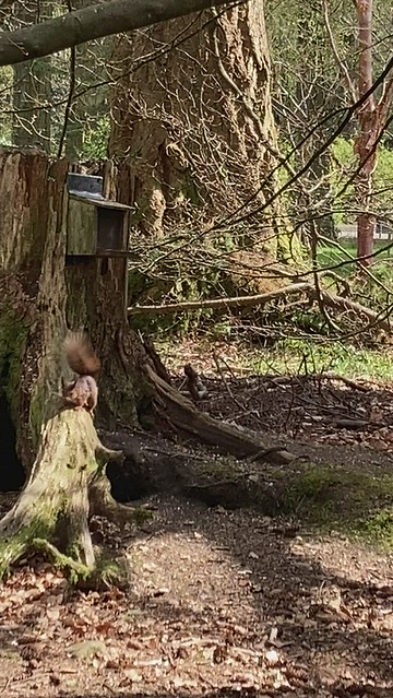 Red Squirrel At Benmore Botanic Gardens