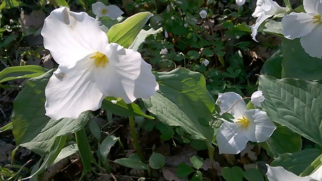 Trillium carpet moved by spring breeze
