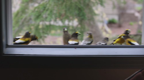 Evening Grosbeaks in my window feeder