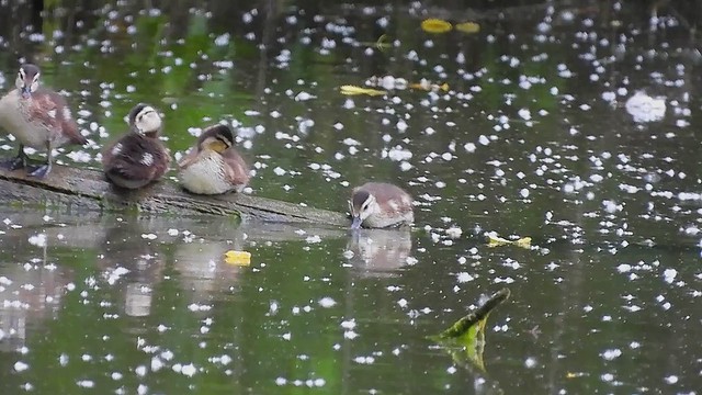 Female Wood Duck and Brood_4165.mp4