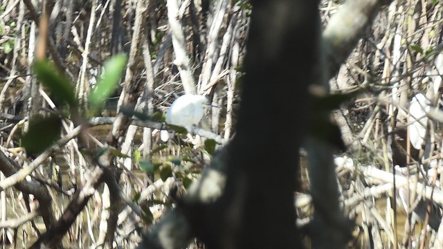 Snowy Egret Weedon Island Preserve