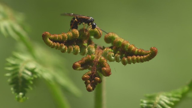 Slow video, sawfly laying eggs in fern.