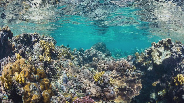 Reef and Corals