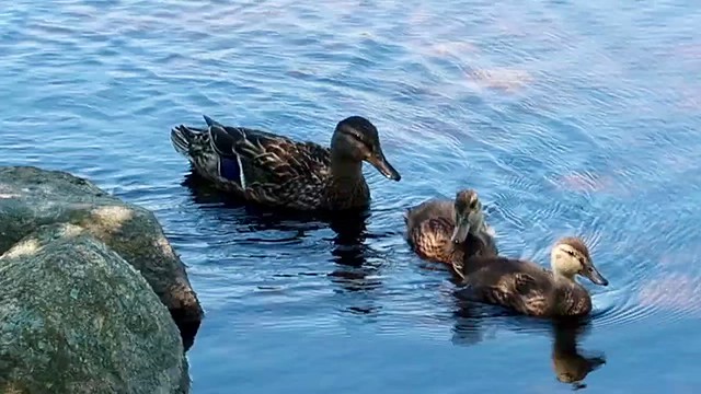 WHALING CITY DUCK POND - VIDEO 112